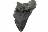 Partial Megalodon Tooth - South Carolina #194037-1